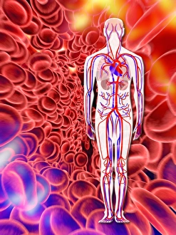 Human Circulatory System Diagram Drucke: Human circulatory system, artwork
