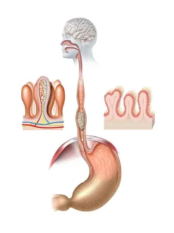 Drucke von Menschliches Verdauungssystem als Kunstwerk. Auf der Spitze bildet sich aus dem Mund ein Bolus, den man durch die Speiseröhre hinunter schluckt Bilder Datiert 2011 August: Menschliches Verdauungssystem, Kunstwerk