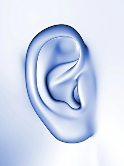 Human Ear Anatomy Drucke: Human ear