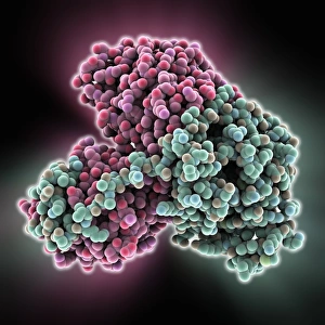 Menschliches Elektronentransferflavoproteins