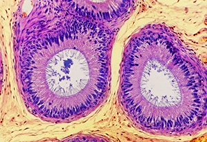 Drucke von Menschliche Epididymis. Lichtmikroskopische Abbildung einer Schnittstelle durch eine menschliche Epididyme, den Rohrkanal zwischen Testis und Vas deferens, in dem Spermien reifen Bilder Datiert 2007 Oktober: Menschliche Epididyme, Lichtmikroskopie