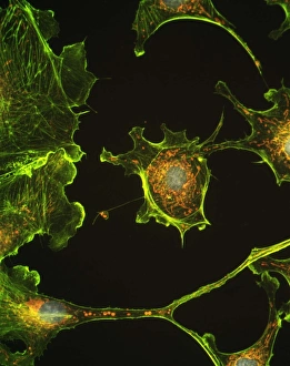 Mitochondria Energy Production Drucke: Human epithelial cells