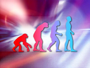 Human Evolution Stages Drucke: Human evolution