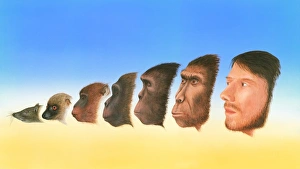 Human Evolution Timeline Drucke: Human evolution, artwork