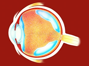 Menschliches Auge