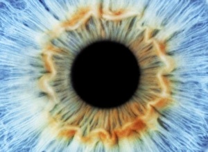 Menschliches Auge