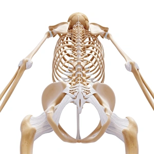 Human Skeletal System Images Drucke: Human foot bones, artwork
