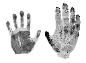 Drucke von Menschliche und Gorillahandabdrücke. Links ist ein Handabdruck von der linken Hand eines erwachsenen männlichen Menschen Bilder Datiert 2006 Oktober: Mensch- und Gorillaschuhabdruck