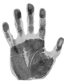 Drucke von Menschliche Abdruck eines menschlichen Mannes mit Palmenfalten von der linken Hand Bilder Datiert 2006 Oktober: Menschlicher Abdruck