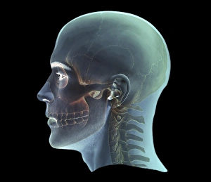 Human Head Anatomy Drucke: Human head, 3D CT scan C016 / 6393