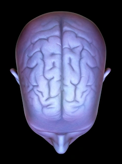 Human Brain Illustration Drucke: Human head with brain, artwork