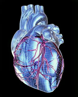 Human Heart Anatomy Drucke: Human heart