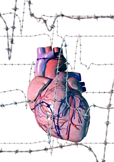 Drucke von Menschliches Herz, Computerkunstwerk. Das menschliche Herz umgeben von Draht mit Stacheln (Elektrokardiogramm - EKG) Bilder Datiert 2004 September: Menschliches Herz