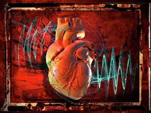 Human Heart Illustration Drucke: Human heart, artwork