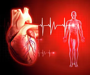 Heart Anatomy Illustration Drucke: Human heart, artwork