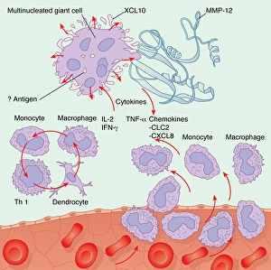 White Blood Cell Types Drucke: Human immune response, artwork