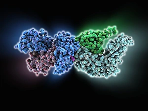 White Blood Cell Function Drucke: Human immune response molecule complex