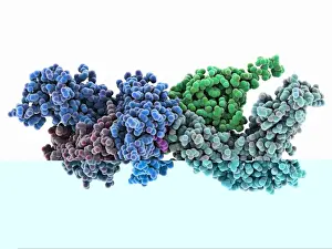 White Blood Cell Function Drucke: Human immune response molecule complex C014 / 0871