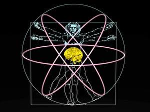 Human Brain Anatomy Drucke: Human intelligence