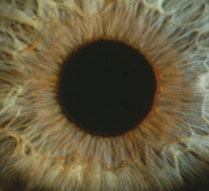 Bilder aus dem Jahr 1989: Details eines menschlichen Iris und Pupillen
