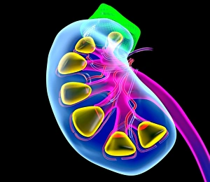 Human Kidney Anatomy Drucke: Human kidney, artwork