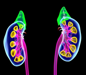 Human Kidney Anatomy Drucke: Human kidneys, artwork