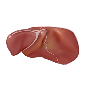 Human Liver Anatomy Drucke: Human liver, artwork