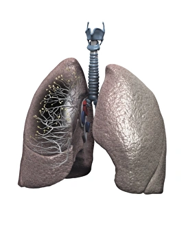 Respiratory System Artwork Drucke: Human lungs