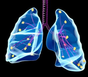 Respiratory System Illustration Drucke: Human lungs, artwork