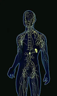 Bilder Datiert 12. November 2012: Menschliches Lymphsystem, Kunstwerk