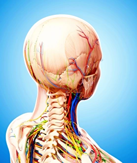 Menschliches Lymphgefäßsystem, Kunstwerk