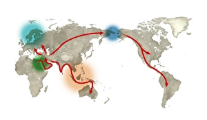 Drucke von Menschliche Migration. Kunstwerk zeichnet die globale Geschichte der menschlichen Migration nach. Moderne Menschen erschienen vor etwa 200.000 Jahren in Afrika (links oben). Von ca Bilder Datiert 2013 Februar: Menschliche Migration Kunstwerk