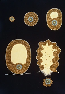 Female Reproductive System Drucke: Human ovum