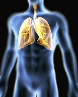 Respiratory System Diagram Drucke: Human respiratory system, artwork