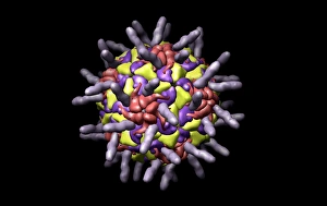 Drucke von Menschlicher Rhinovirus (HRV) mit interzellulärem Adhäsionsmolekül-1 (ICAM-1), Computermodell Bilder Datiert 2008 März: Menschlicher Rhinovirus, Computermodell