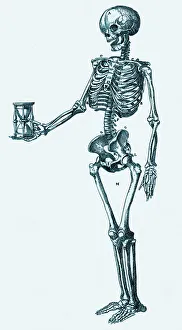 Human Skeleton Drucke: Human skeleton