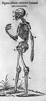 Human Skeleton Drucke: Human skeleton, lateral view