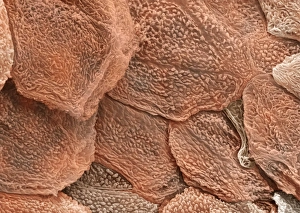 Human Skin SEM Drucke: Human skin, SEM