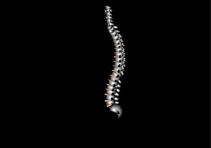 Human Spine Anatomy Drucke: Human spine, artwork