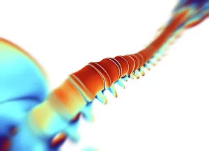 Human Spine Anatomy Drucke: Human spine, computer artwork
