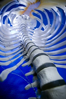 Drucke von Modell des menschlichen Wirbelsäulen. Modell der menschlichen Wirbelsäule (Rückenmark), das eine Anzahl ihrer Wirbel (weiße Scheiben) zeigt Bilder Datiert 2009 Mai: Modell der menschlichen Wirbelsäule.