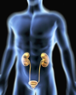 Human Kidney Anatomy Drucke: Human urinary system, artwork