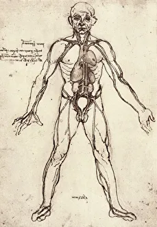 Leonardo Da Vinci Anatomy Drucke: Human venous system