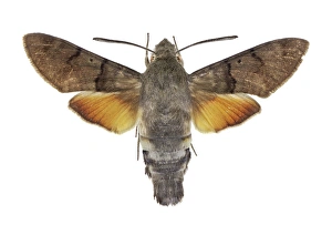 Macroglossum Stellatarum Drucke: Hummingbird hawk-moth C016 / 2189