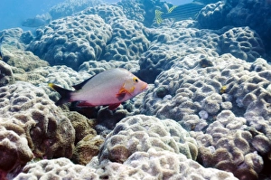 Hard Coral Species Drucke: Humpback snapper