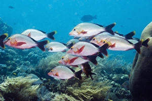 Reef Dwelling Fish Drucke: Humpback snappers