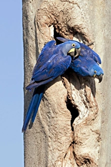 Blaukleeblattäumer