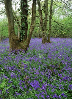 Bluebells In Woodland Drucke: Hyacinthoides nonscriptus