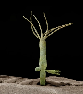 Drucke von Hydra blühten auf. Farbige Rastertunnel-Mikroskopaufnahme (SEM) von Hydra viridis, einem frischen Wasserhydrozoan. Hydra viridis wird häufig durch Blütung fortgepflanzt wie hier gesehen Bilder Datiert 2012 Oktober: Hydra wird blühen, C0-14/48-56