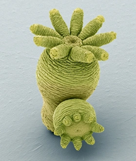 Coloured Scanning Electron Micrographs Drucke: Hydra budding, SEM